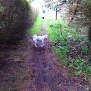 Jack russell terrier Coco