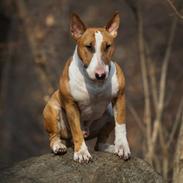 Bullterrier Dexter