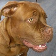 Dogue de bordeaux Joy