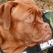 Dogue de bordeaux Joy