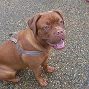 Dogue de bordeaux Joy