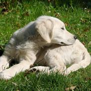 Golden retriever Vesterlands Flora