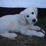 Golden retriever Vesterlands Flora
