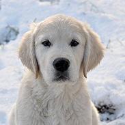 Golden retriever Kenzo