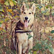 Blanding af racer Hannibal (Schæfer/Collie)