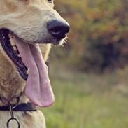 Blanding af racer Hannibal (Schæfer/Collie)