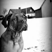 Dogue de bordeaux Cody