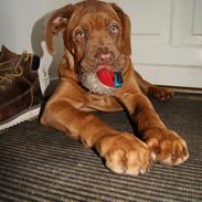 Dogue de bordeaux Cody