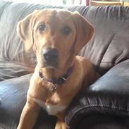 Blanding af racer Sille