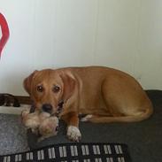 Blanding af racer Sille