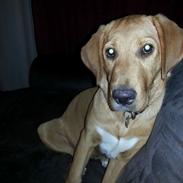 Blanding af racer Sille