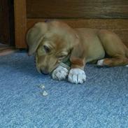 Blanding af racer Sille