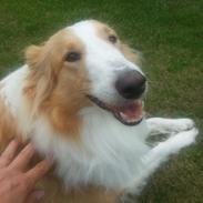 Collie langhåret Lassie