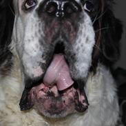 Sankt bernhardshund Alma