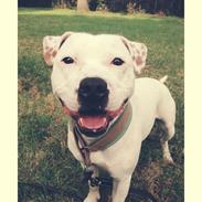 Staffordshire bull terrier Felix