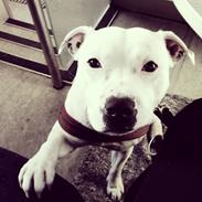 Staffordshire bull terrier Felix