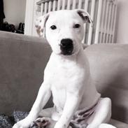 Staffordshire bull terrier Felix