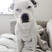 Staffordshire bull terrier Felix