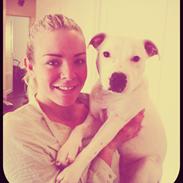 Staffordshire bull terrier Felix