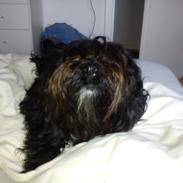 Tibetansk terrier Coco