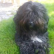 Tibetansk terrier Coco