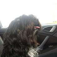 Tibetansk terrier Coco