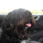 Tibetansk terrier Coco