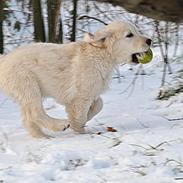 Golden retriever Kenzo