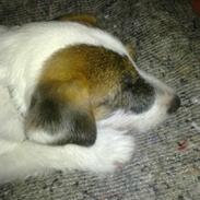 Parson russell terrier shaqy