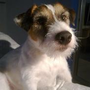 Parson russell terrier shaqy