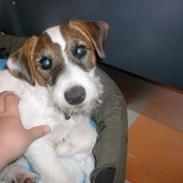Parson russell terrier shaqy