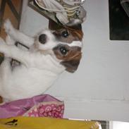 Parson russell terrier shaqy
