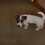 Parson russell terrier shaqy
