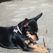 Dvaergpinscher Kajsa
