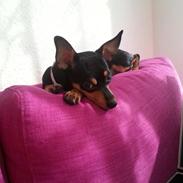 Dvaergpinscher Kajsa