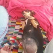 Dvaergpinscher Kajsa