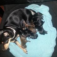 Dvaergpinscher Kajsa