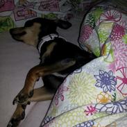 Dvaergpinscher Kajsa