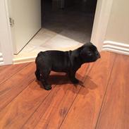 Fransk bulldog Pølse