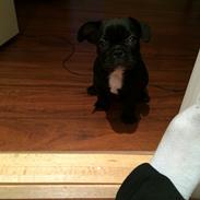 Fransk bulldog Pølse