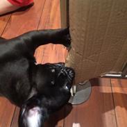 Fransk bulldog Pølse