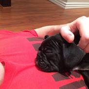 Fransk bulldog Pølse