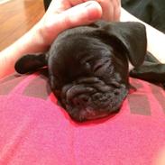 Fransk bulldog Pølse