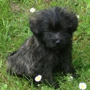 Blanding af racer Lui