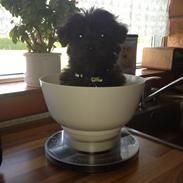 Blanding af racer Lui