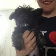 Blanding af racer Lui