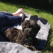 Blanding af racer Lui