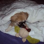 Tibetansk spaniel Gudrun  ("Sarchris Dina"- DKK stambog: