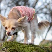 Chihuahua Cody