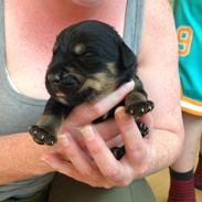 Blanding af racer Baron Von Werner Frands-Jaeger "Werner"